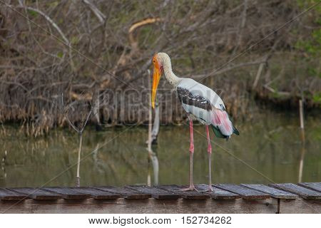 Painted Stork, Mycteria Leucocephala