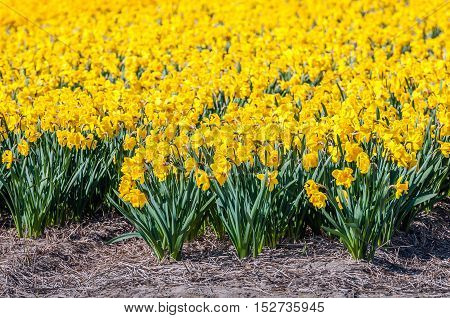 Yellow flowering narcissus on the edge of the field of specialized bulb grower on a sunny spring day in the bulb region of the Netherlands.