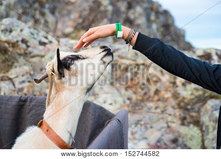 Girl hand that stroked the goat during celebration of Almossassa in Marvao Portugal