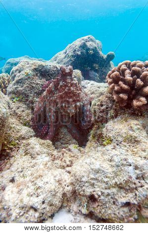 Alive Red Octopus Sitting On Coral Reef, Maldives