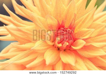 Macro of a yellow dahlia - cultivar Hapet Apricots