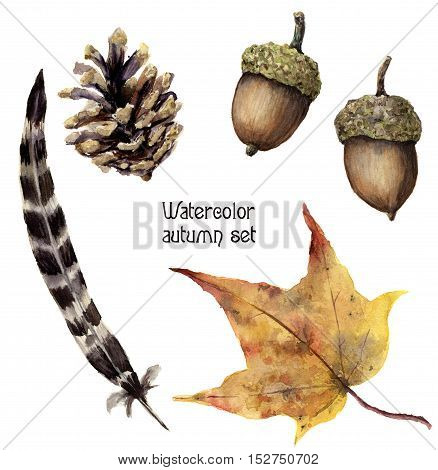 Watercolor autumn set. Hand painted pine cone, acorn, feather and yellow leave isolated on white background. Botanical illustration for design.