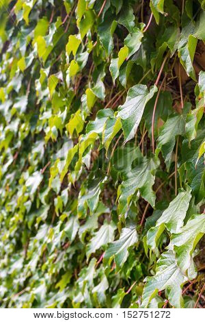 Parthenocissus tricuspidata on the wall flora of Georgia.