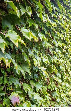 Parthenocissus tricuspidata on the wall flora of Georgia.