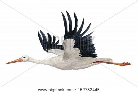Watercolor flying white stork. Hand painted ciconia bird illustration isolated on white background. For design, prints or background.