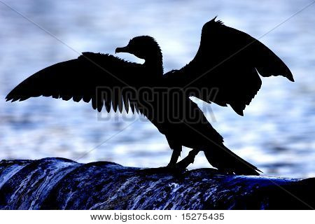Kormoran, sylwetka