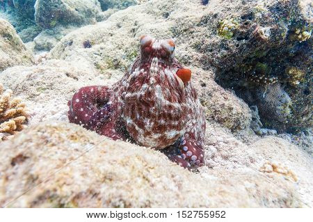 Alive Red Octopus Sitting On Coral Reef, Maldives