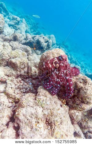 Alive Red Octopus Sitting On Coral Reef, Maldives