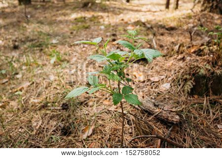 Foreground Focus Of Single Green Vernal Sprout Rame Of Wild Forest Raspberries, Pushing Through Thick Layer Of Fallen Pine Needles In Spring Pine Wood.
