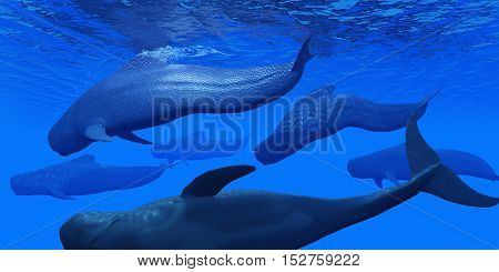 Pilot Whale Pod 3D Illustration - Pilot whales live together in large pods in the world's oceans and hunt for squid and fish prey.