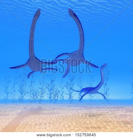 Plesiosaurus Reptiles Undersea 3D Illustration - Plesiosaurus marine reptile dinosaurs swim together in Jurassic Seas to find their next prey.