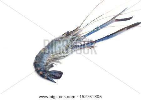 Giant Malaysian prawn isolated / Macrobrachium rosenberg