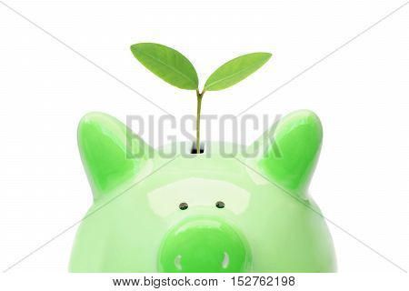 A green piggy bank with a green tree / Green saving concept / Economic growth with environmental concern