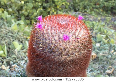 Closeup Melocactus Turk's cap cactus with detail of tiny pink flowers blooming on thorny red cephalium in natural habitat on Isla Culebra in Puerto Rico