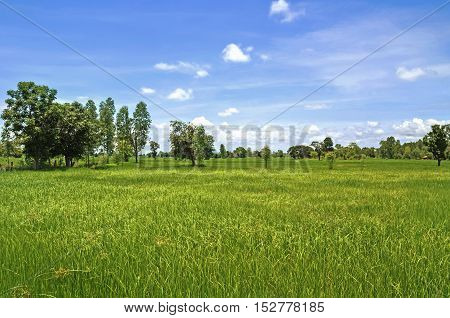 green rice field and beautiful nature at countryside