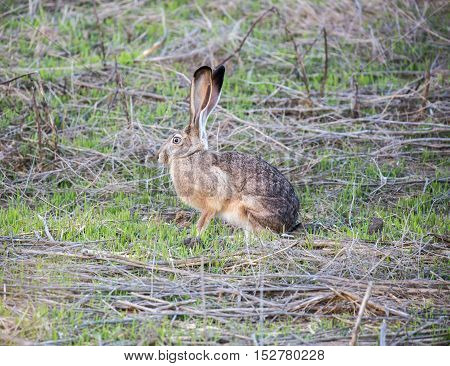 Black-tailed Jackrabbit (Lepus californicus) - American desert hare