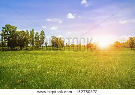 green rice field and beautyful nature and sunrise