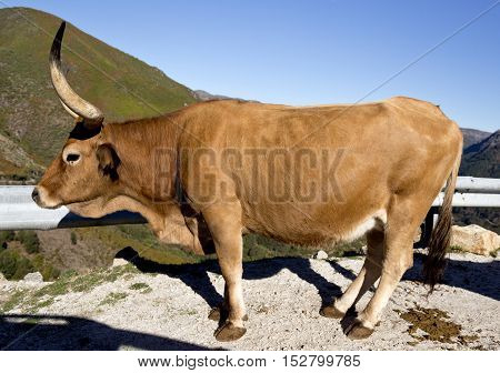 Cachena Cattle is a race of cattle breed from Portugal