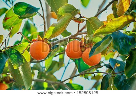Japanese persimmon tree orange ripe fruits kaki