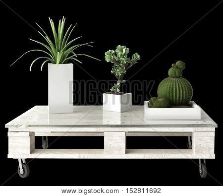Succulent plants on pallet table isolated on black background, 3d illustration