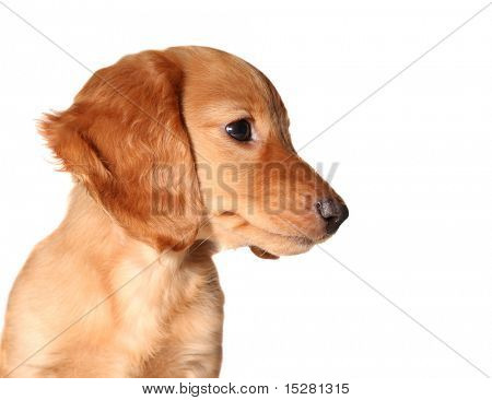 สุนัข dachshund แยกต่างหากบนพื้นสีขาว