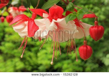 Fuchsia i fuldt flor.