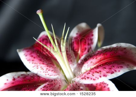 Stargazer Lily geringe Tiefenschärfe