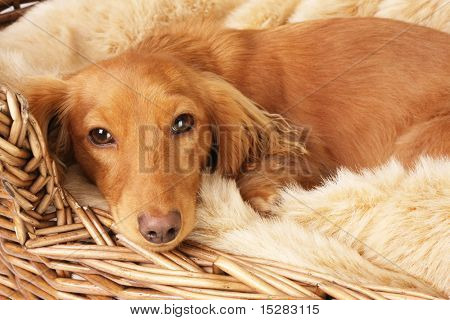 โดดเดี่ยว dachshund มองในตะกร้าของเธอ
