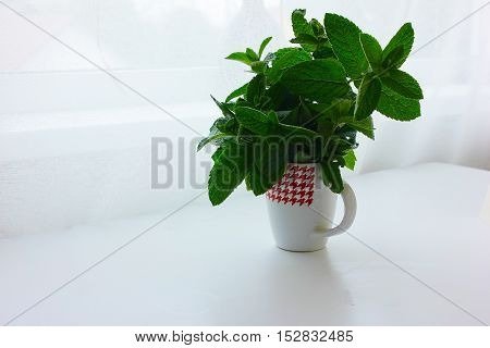 fresh mint in a cup of water on white background