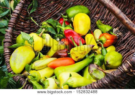 green pepper in the basket vegetable  autumn,