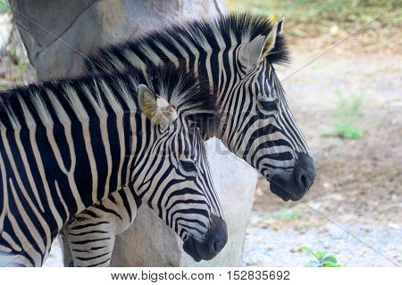 head and neck view of two Grevy's Zebras standing together under a zoo shelter