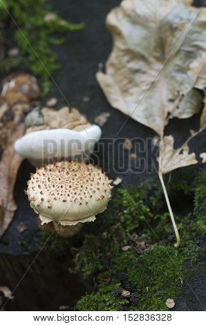 Pholiota squarrosa mushroom on an old stump