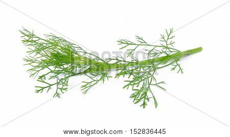 fresh coriander bunch isolated on white background