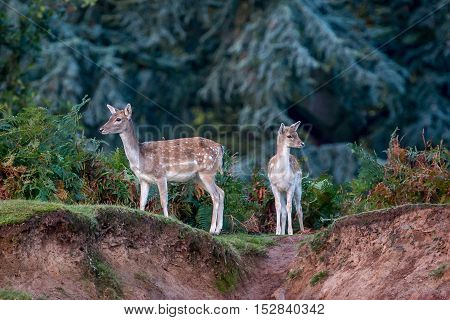A Fallow Deer Doe
