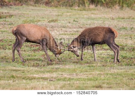 Red Deer Stag