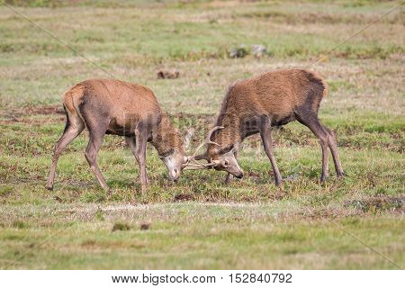 Red Deer Stag