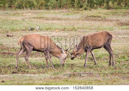 Red Deer Stag