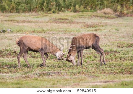 Red Deer Stag