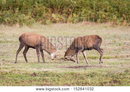 Red Deer Stag