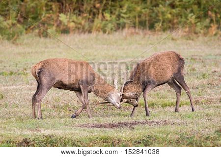 Red Deer Stag