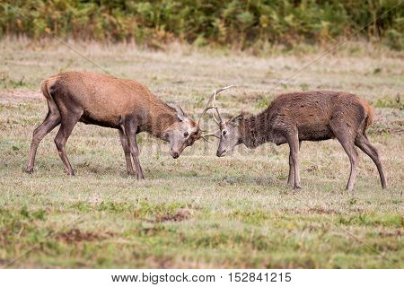 Red Deer Stag