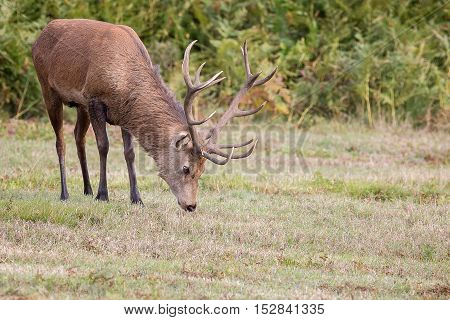 Red Deer Stag