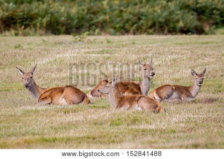 Red Deer Hinds