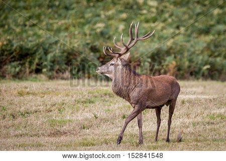 Red Deer Stag