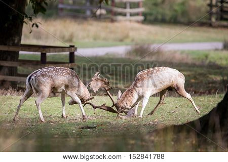 Fallow Deer Bucks Fighting