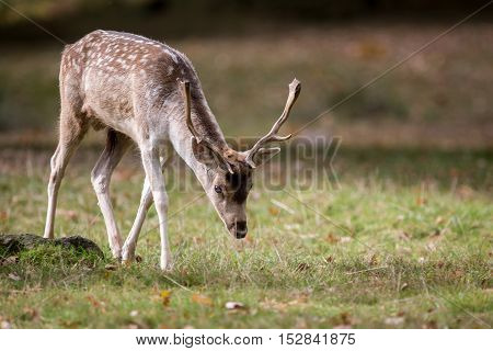 Fallow Deer Buck