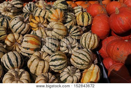 Squashs In A Market, Montreal, Quebec, Canada