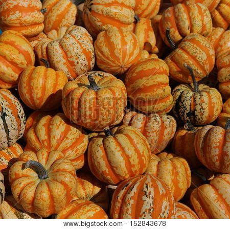 Squashs In A Market, Montreal, Quebec, Canada