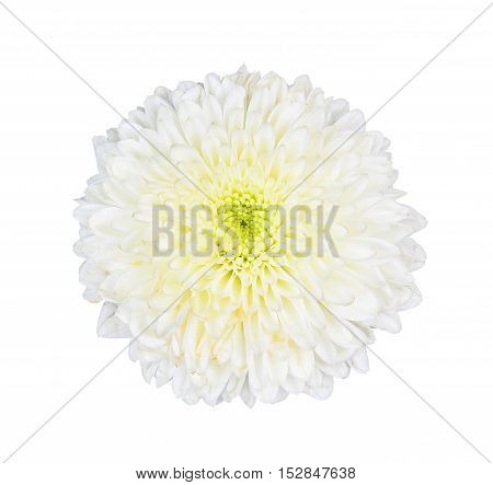 whtie flolwer isolated on the white background