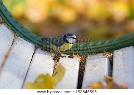 bluetit with seeds on a bench in autumn